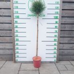 Borovica čierna (Pinus nigra) ´SUMMER BREEZE´ - výška 110-130 cm, kont. C4L  – NA KMIENKU
